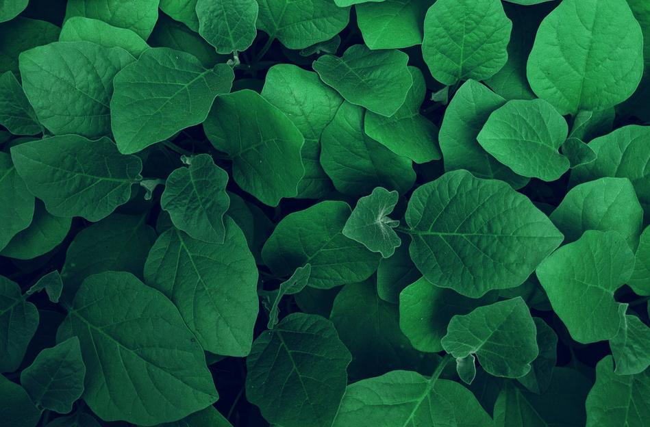 Alles im grünen Bereich - ASANDRI STUDIO