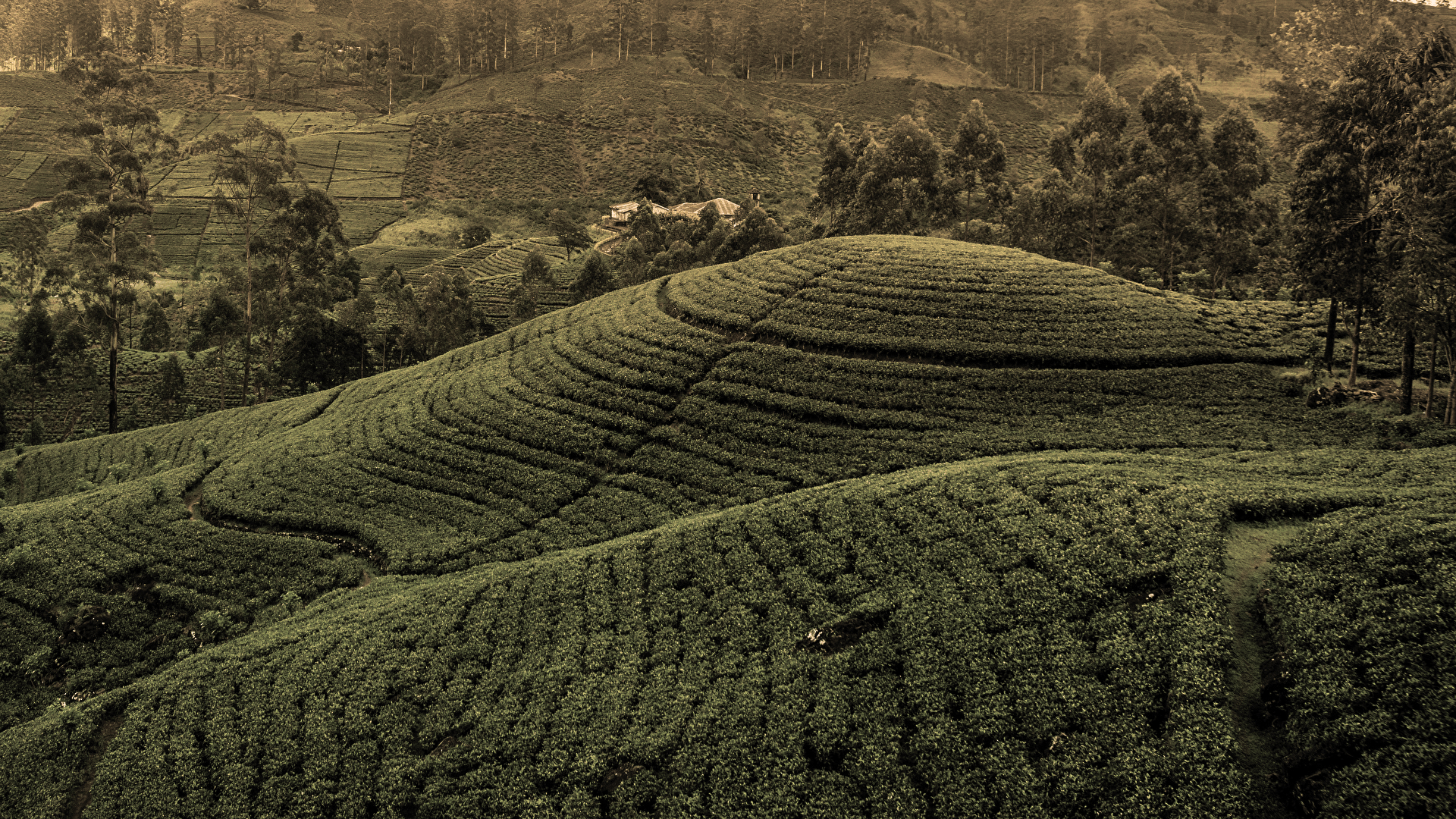 TEA / COFFEE - ASANDRI STUDIO