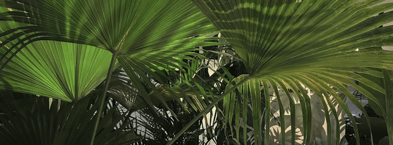 SLOW PHARMACY - ASANDRI STUDIO