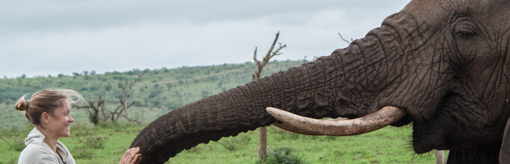 ELEPHANT GIN