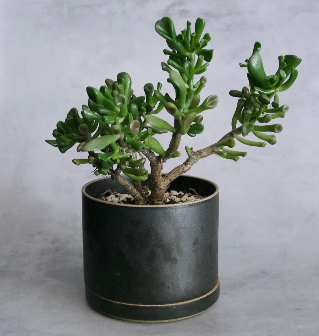 HASAMI PORCELAIN Pflanzenkübel aus Porzellan und Ton Handmade in Japan