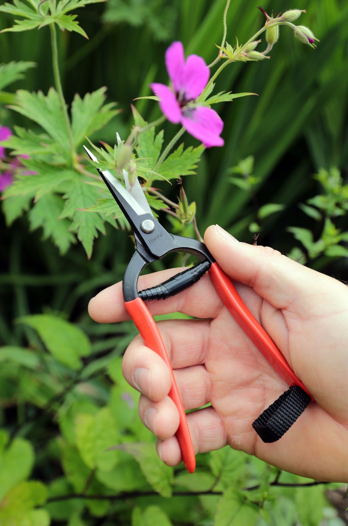 Gartenschere aus geschmiedetem Kohlenstoffstahl | Niwaki Made in Japan