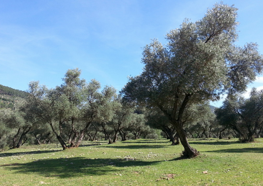 NOBLEZA DEL SUR Bio Olivenöl Extra Virgin preisgekröntes Öl aus Spain