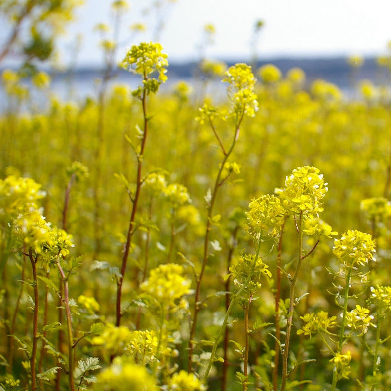 Kerzen-Set aus japanische Rapsblüte | 40 Stück | TAKAZAWA CANDLE | Handmade in Japan