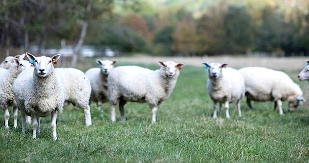 Røros Tweed Norwegische Schafe